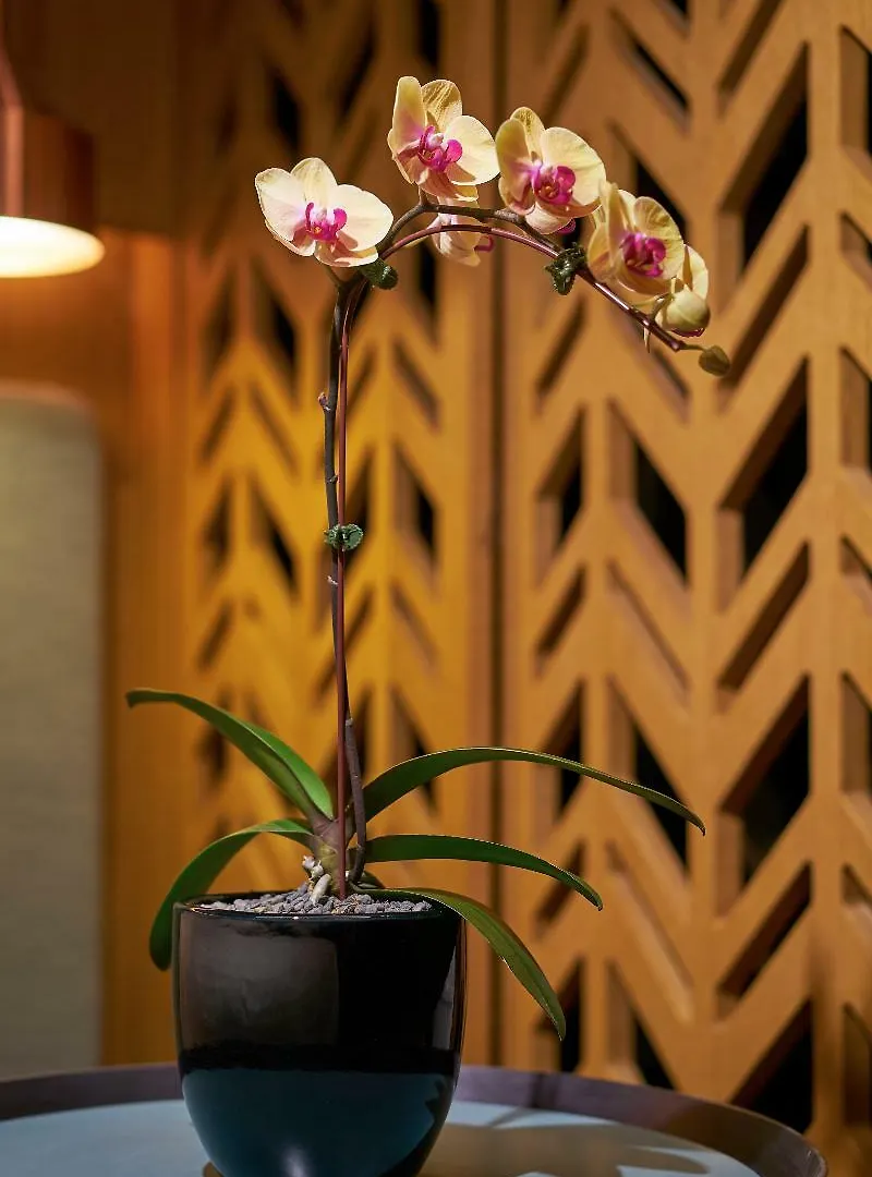 ****  Oasia Hotel Downtown, Singapore By Far East Hospitality Singapore